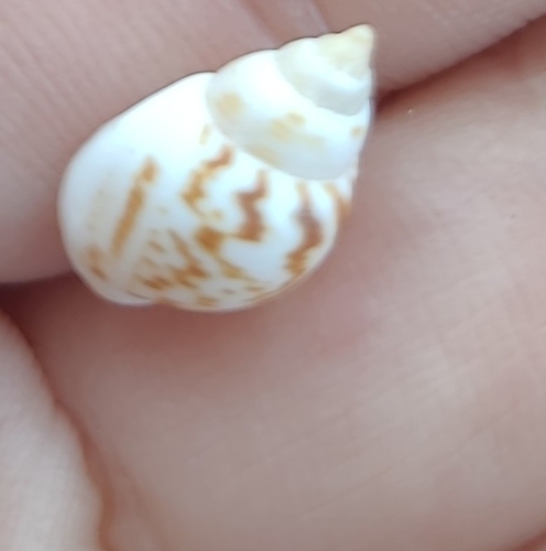 Tritia pfeifferi