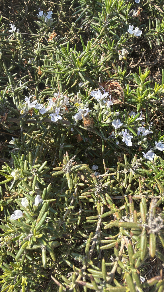 Apine Bees from E Green St, Athens, GA, US on March 26, 2026 at 11:37 ...