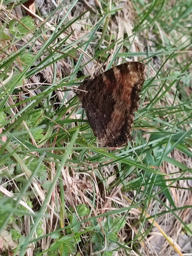 Large Tortoiseshell