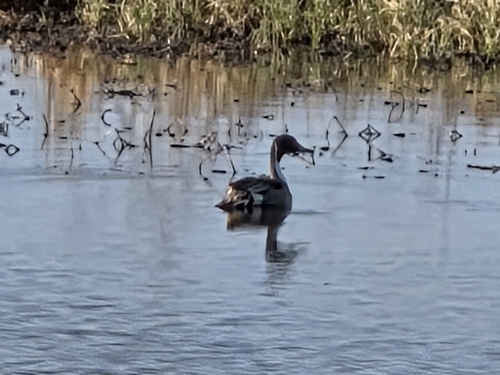 Northern Pintail