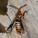 Oak Stump Borer Moth - Photo (c) Brad Moon, all rights reserved, uploaded by Brad Moon