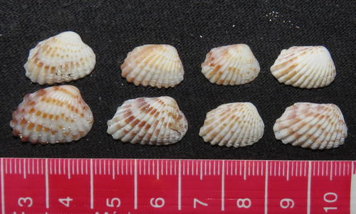Broad-ribbed Cardita
