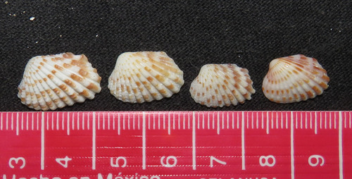 Broad-ribbed Cardita