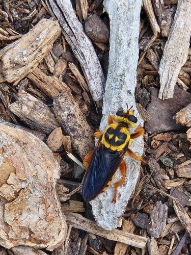 Unknown species found near New Caney, TX 77357, USA