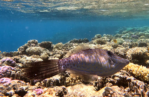 Scrawled Filefish — seen at this dive site