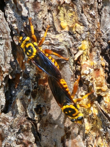 Unknown species found near Fields, LA 70653, USA