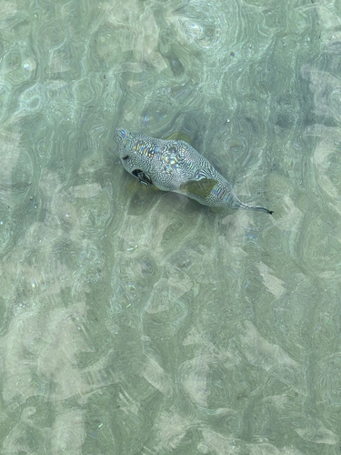 Arothron hispidus
