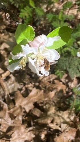 Unknown species found near Salmon Mine Rd, Nevada City, CA, US