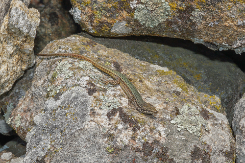Green Iberian Wall Lizard