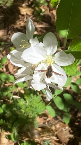 Unknown species found near Salmon Mine Rd, Nevada City, CA, US