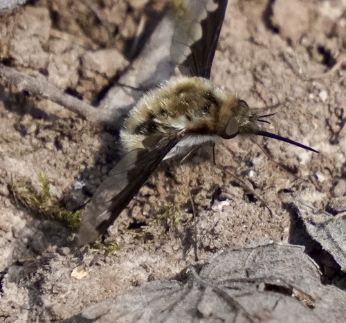 Unknown species found near Qua Cir, Cherokee Village, AR, US