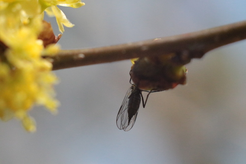 Unknown species found near Fairfax County, VA, USA