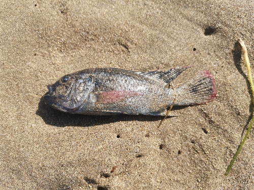 Oreochromis mossambicus