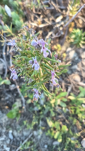 Avistamiento Salvia rosmarinus