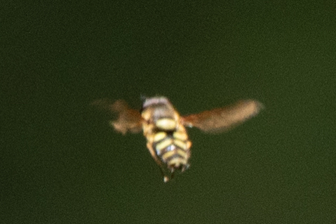 Unknown species found near Verano Rd, Los Angeles, CA, US