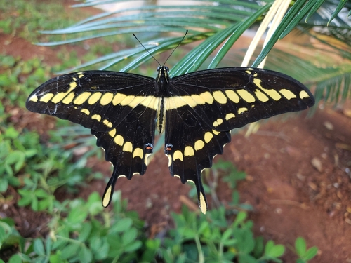 Thoas Swallowtail