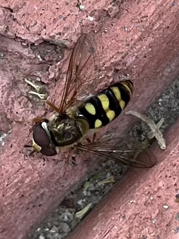 Unknown species found near W Park Ave, Redlands, CA, US