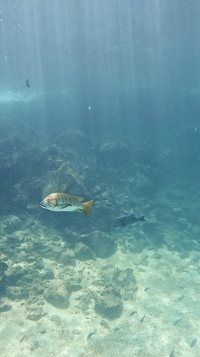 Hoplopagrus guentherii