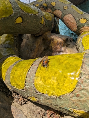 Unknown species found near Reptile House, Fresno, CA 93728, USA