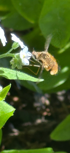 Unknown species found near Stream Trail, Oakland, CA, US