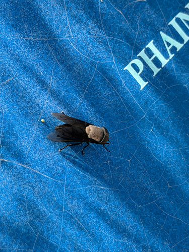 Unknown species found near Boron, CA, US