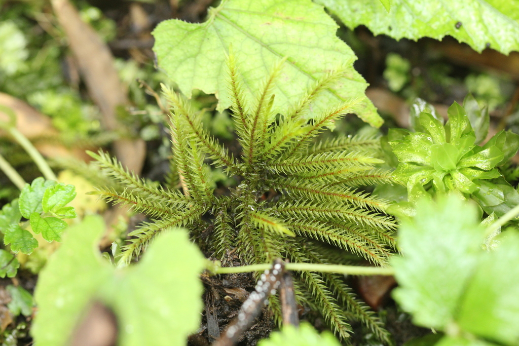 Climacium japonicum (Climacium japonicum)