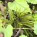 Climacium japonicum - Photo 由 HUANG QIN 所上傳的 (c) HUANG QIN，保留所有權利