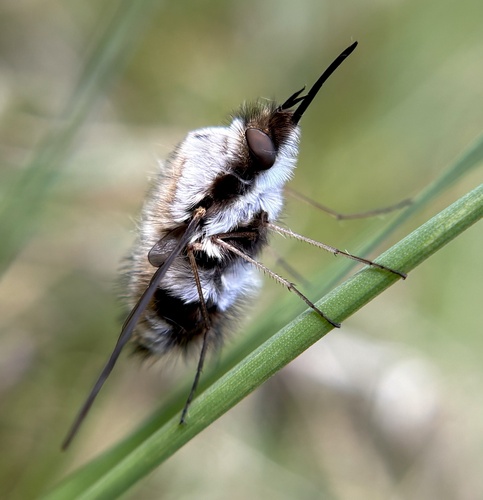 Unknown species found near Ninth St NE, Lake Stevens, WA, US