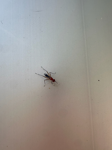 Unknown species found near SW 107th Ave, Miami, FL, US