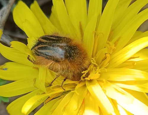 Eulasia bombylius
