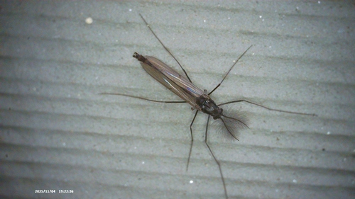 Unknown species found near 11 Windy Ridge Rd, Warren, CT 06754, USA