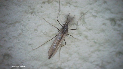Unknown species found near 11 Windy Ridge Rd, Warren, CT 06754, USA