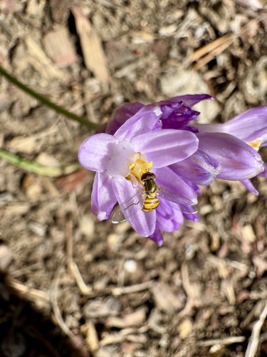 Unknown species found near Los Angeles County, US-CA, US