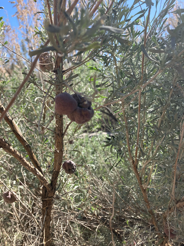 Unknown species found near Canyon County, US-ID, US