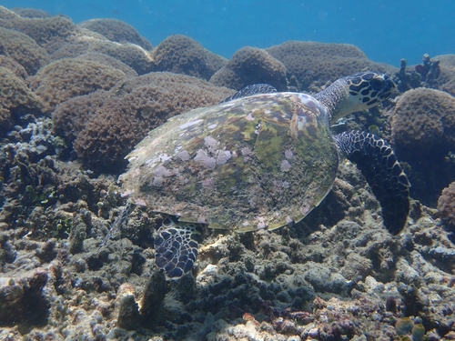 Eretmochelys imbricata