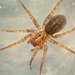 Funnel Web Spiders - Photo (c) cheins1, all rights reserved, uploaded by cheins1
