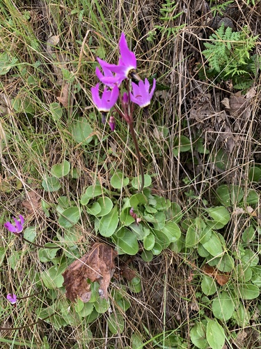 iNaturalist observation photo of Henderson's shooting star
