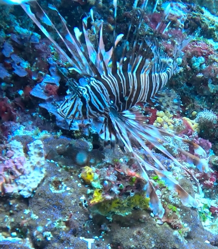 Pterois volitans