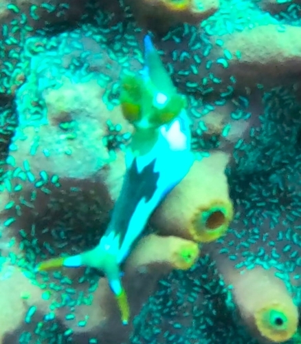 Nembrotha chamberlaini