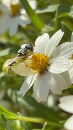 Unknown species found near E Virginia Ave, Santa Ana, CA, US