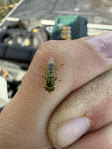 Unknown species found near Kreamer Island, Belle Glade, FL, US