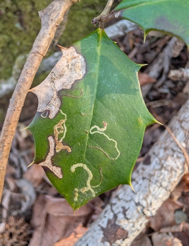 Unknown species found near Chase, Middle River, MD 21220, USA