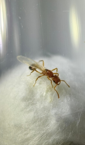 Solenopsis daguerreiSolenopsis daguerrei