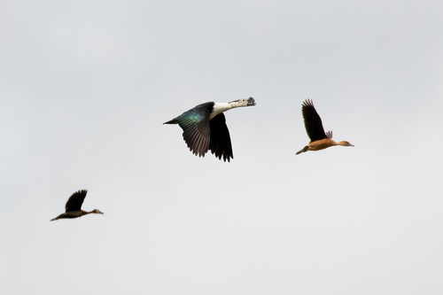 Comb Duck