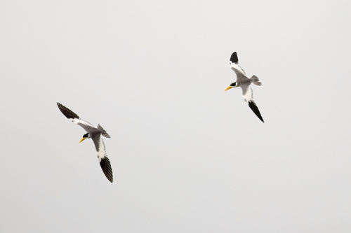 Large-billed Tern
