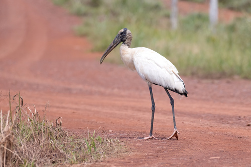 Wood Stork