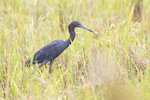 Little Blue Heron