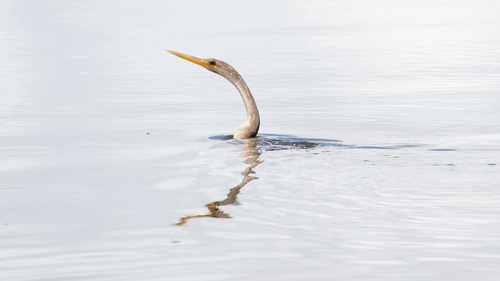 Anhinga