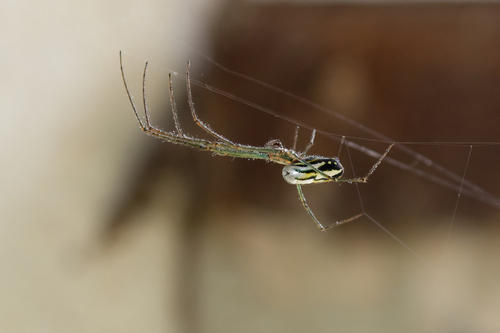 Leucauge argyra