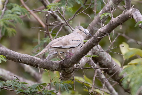 Picuí Ground Dove